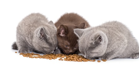 Adorable british little kitten eating food on whiteの写真素材