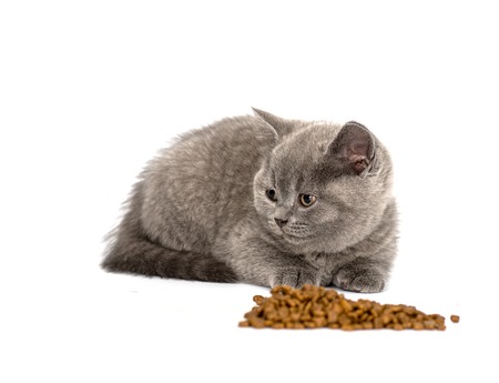 Adorable british little kitten eating food on whiteの写真素材