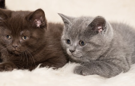 Adorable british little kitten posing on wool.の写真素材