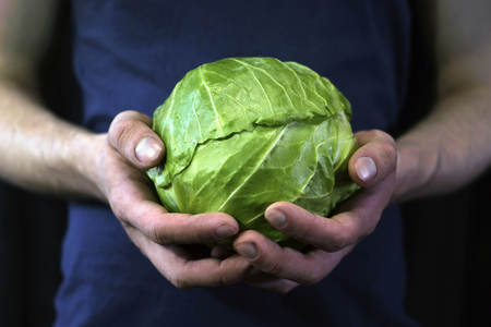 Young man holds hands with green cabbage harvested crop.の写真素材