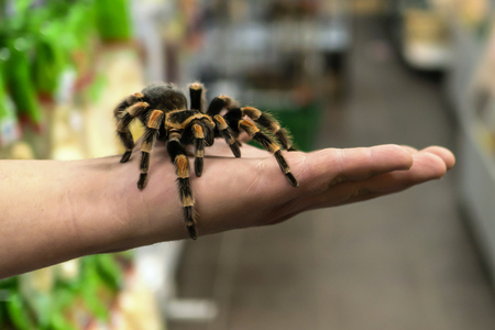 big spider tarantula sits crawling on the man's armの写真素材