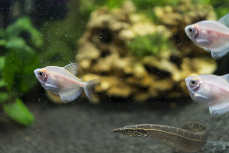 Four fish in the aquarium. Bubbles of air. The natural nature of the house.
