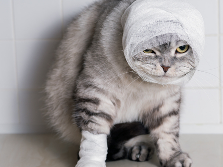 A domestic cat with a bandage. A wound on the head and paw. Animal protection.の写真素材