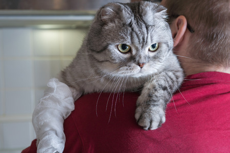 A homemade cat with a bandage. A wound on the paw. A man is holding a cat in his arms. Animal protection.の写真素材