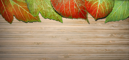 Colored autumn leaves lie on a wooden background. The season is autumn.の写真素材