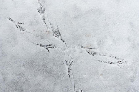 Traces of bird paws on the snow-covered path in Tsaritsino Park, Moscow. Winter, snow, cold.の写真素材