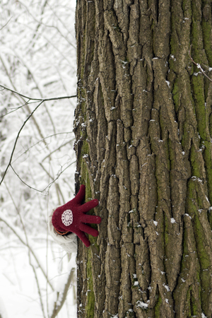 A large tree with a brown bark stands in the forest. The hand of the girl hugs the trunk. Winter, day, Russia.の写真素材