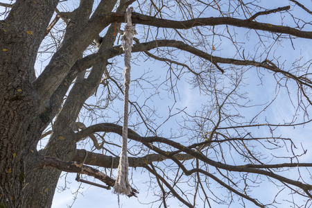 Thick rope tied to a tree, against a blue sky backgroundの写真素材