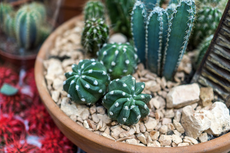 green cactus in a pot, flower shopの写真素材