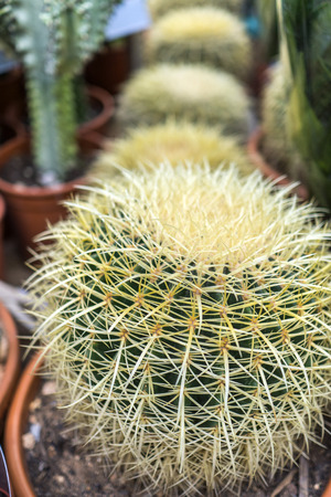 green cactus in a pot, flower shopの写真素材