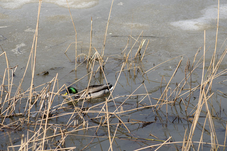 Duck on the melting ice of the pond in the park in the spring at sunset in April.の写真素材