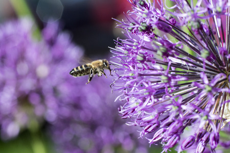 a bee collects honey, an inflorescence of a decorative bow, a purple ball of flowers, a close-upの写真素材