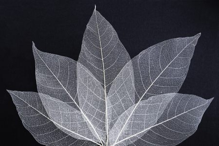 natural background of five delicate beautiful transparent openwork skeletons of leavesの写真素材