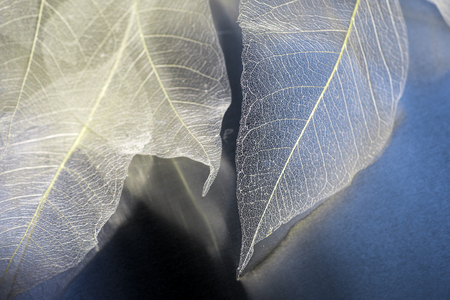 natural blue background, with delicate beautiful transparent openwork skeletons of leavesの写真素材
