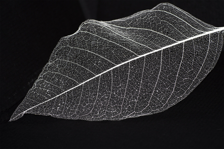 A natural background with delicate beautiful transparent openwork skeletons of leavesの写真素材