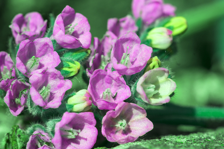 small beautiful flowers comfrey, garden in summer, close-upの写真素材