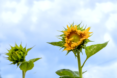 yellow sunflower against the blue sky,の写真素材