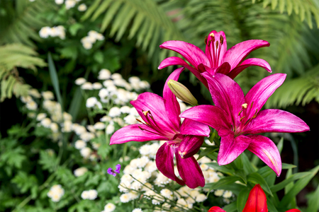 pink lily, plants in the botanical garden, Liliaceaeの写真素材