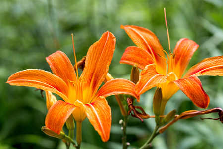 yellow Lilium, plants in the botanical garden, Liliaceaeの写真素材