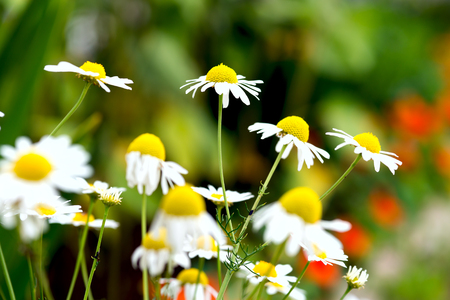 White field chamomile, Russian birch, sunny summer dayの写真素材