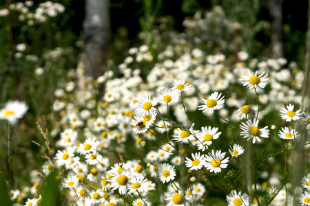 White field chamomile, Russian birch, sunny summer dayの写真素材