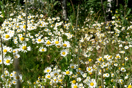 White field chamomile, Russian birch, sunny summer dayの写真素材