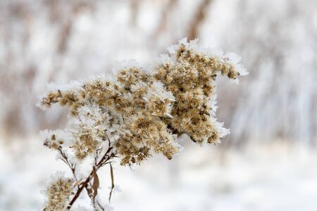 the branches of the tree are covered with white frost, winter and cold