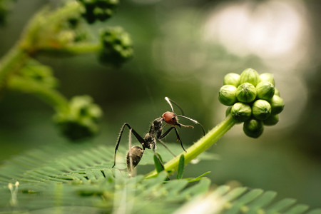 Red Head Ant