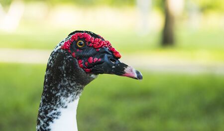 Duck close-up.