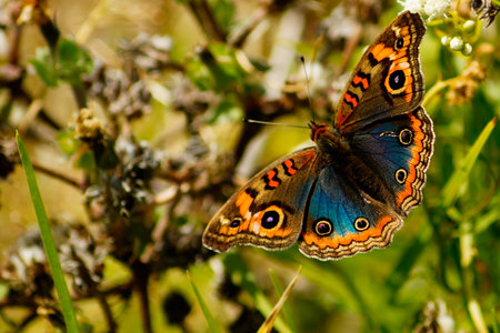 Butterfly amidst plantsの写真素材