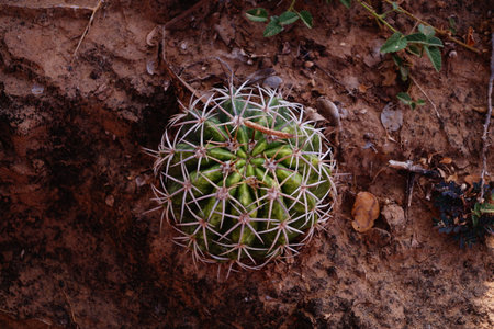 Cactus with thorns on red soilの写真素材