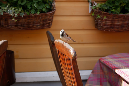 Sparrow in a cafeの写真素材