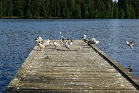 seagulls on the pierの写真素材