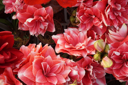 amaryllisの写真素材