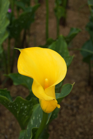 Zantedeschia aethiopicaの写真素材