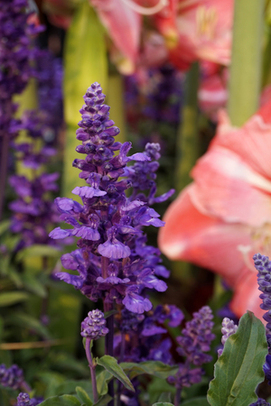 Lavenderの写真素材