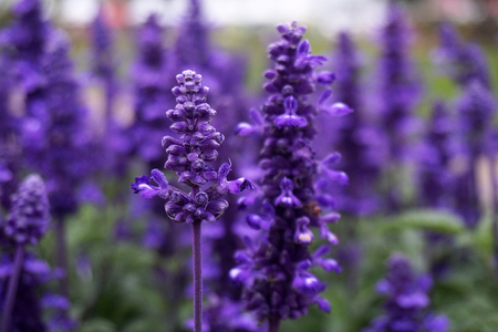 lavenderの写真素材