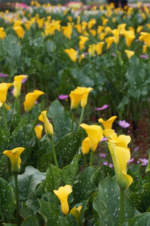 Zantedeschia aethiopicaの写真素材
