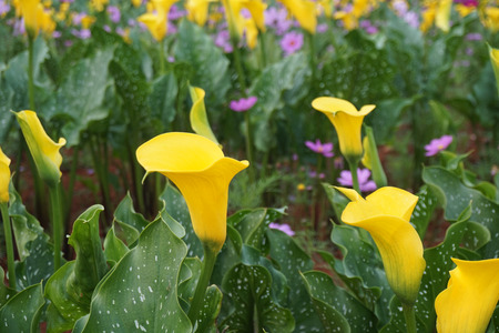 Zantedeschia aethiopicaの写真素材