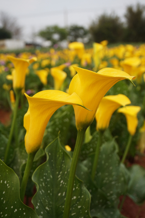 Zantedeschia aethiopicaの写真素材