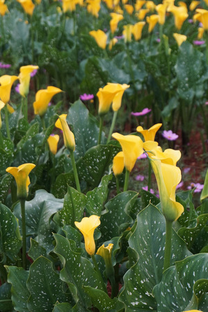 Zantedeschia aethiopicaの写真素材