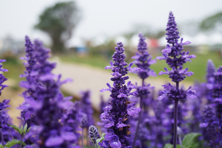 lavenderの写真素材