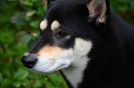 shibainuの写真素材