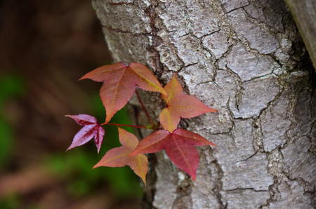 Acer buerferianumの写真素材