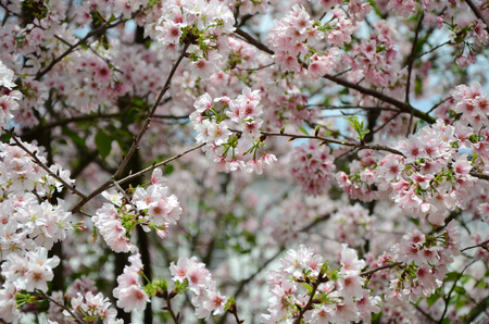 cherry blossomsの写真素材