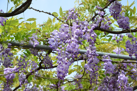 wisteria flowerの写真素材
