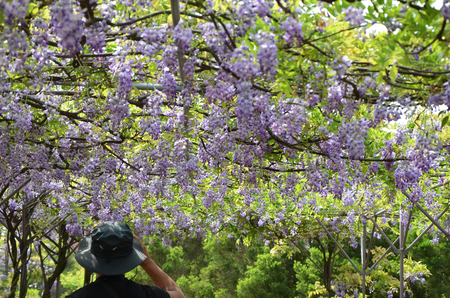 wisteria flowerの写真素材