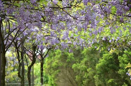 wisteria flowerの写真素材