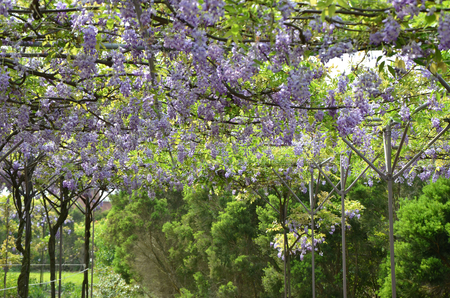 wisteria flowerの写真素材