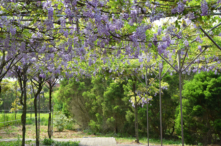 wisteria flowerの写真素材